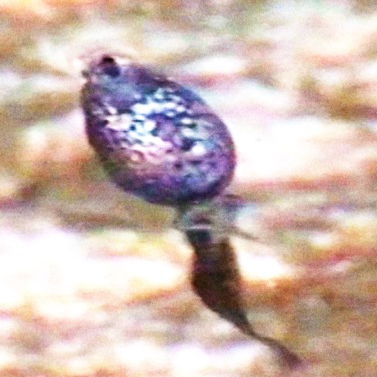 Brucherò nei pascoli: UMANA è il nuovo album, dal 24 ottobre, anticipato dal singolo TVB, disponibile da oggi 1 ottobre