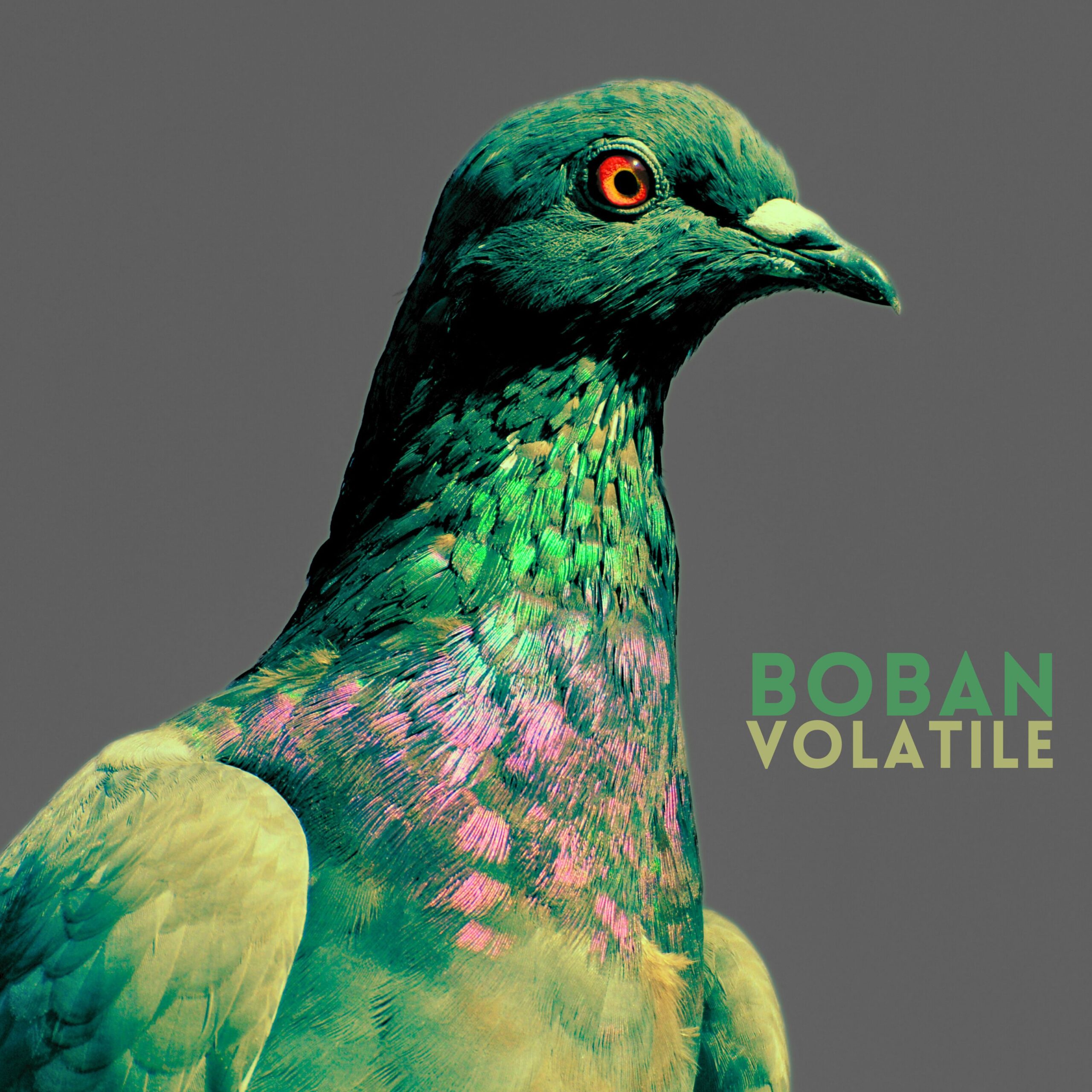 Piccioni elettrici sopra Milano – il volo visionario dei BOBAN in “Volatile”